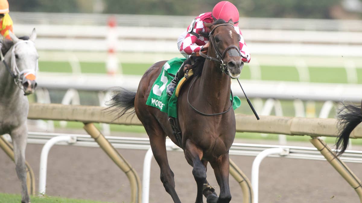 Canada aces turf test in Cup & Saucer Stakes