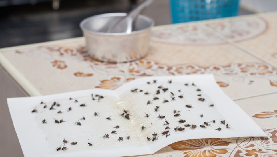 Phorid flies swarm Chester County homes near mushroom farms again this fall