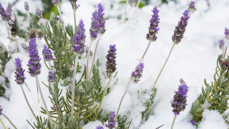 How to winterize lavender – act now to avoid losing plants to winter ...