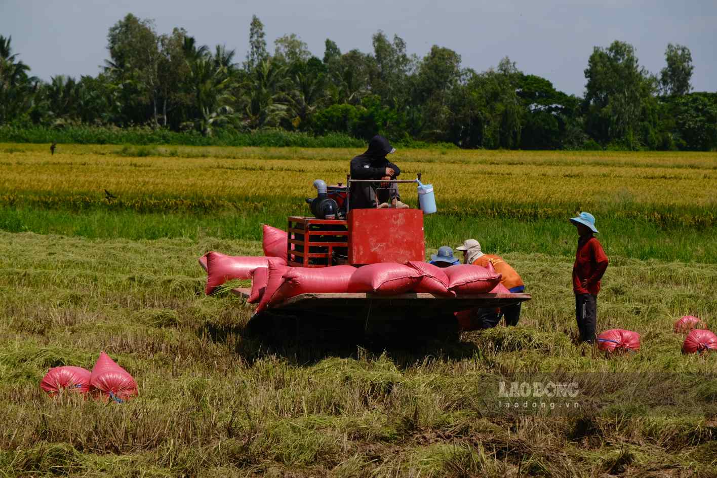 Thời tiết bất lợi, nông dân Cần Thơ khẩn trương thu hoạch lúa