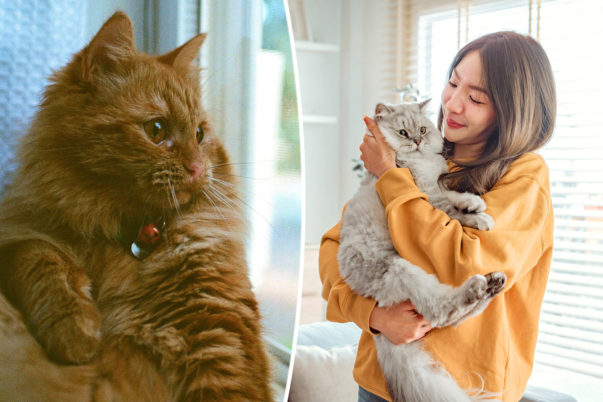 Feline fine: Global study reveals surprising secret to human happiness