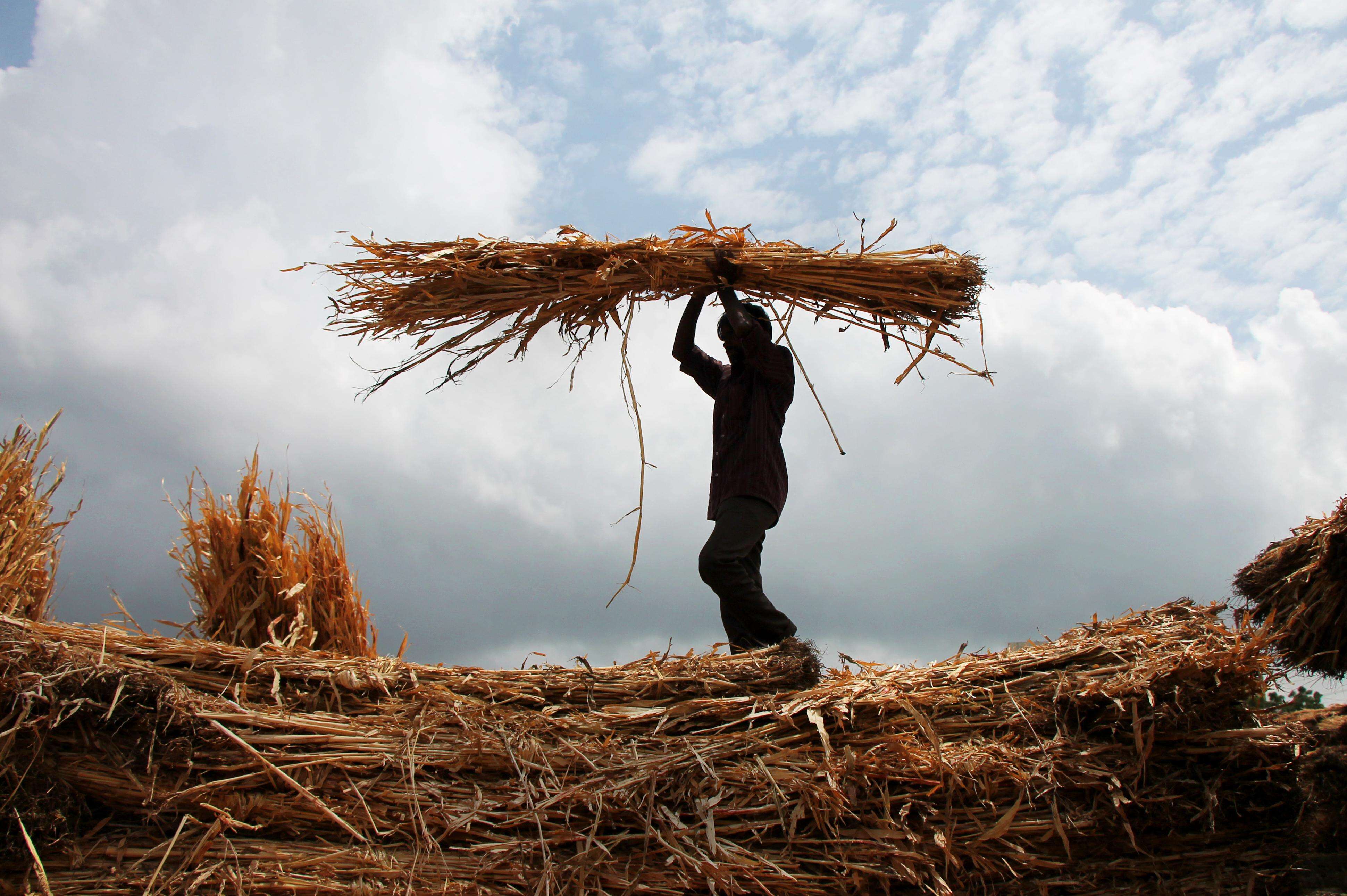 Vidarbha forests to be tapped for fodder, says Bawankule