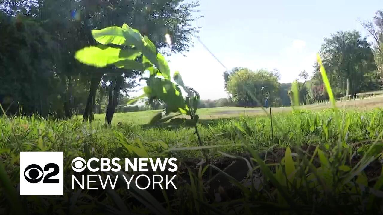 Thousand Chestnut Challenge is on in NYC to return American chestnut ...
