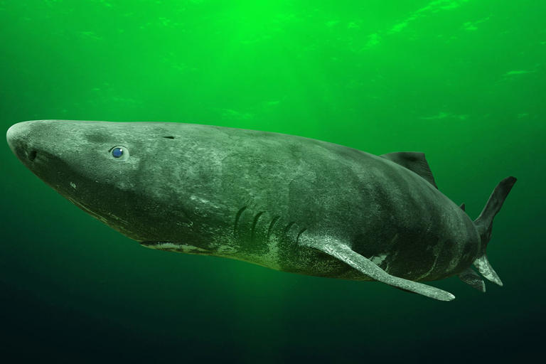 Greenland’s plan to kill 1,000 of the world’s slowest sharks, which can ...