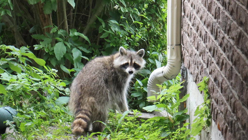 Raccoon with rabies confirmed in Los Angeles County, marking first ...