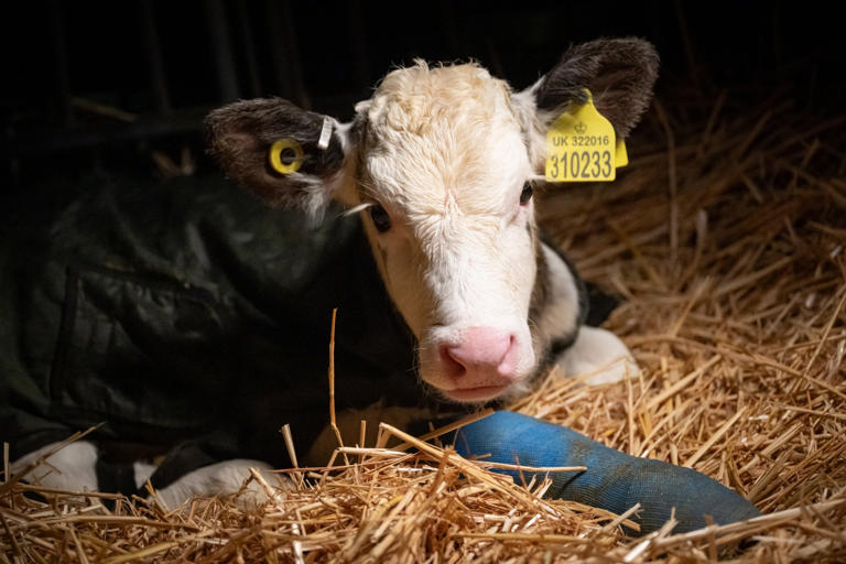 Dairy farmers hit, drag and swear at cows on gold standard farm