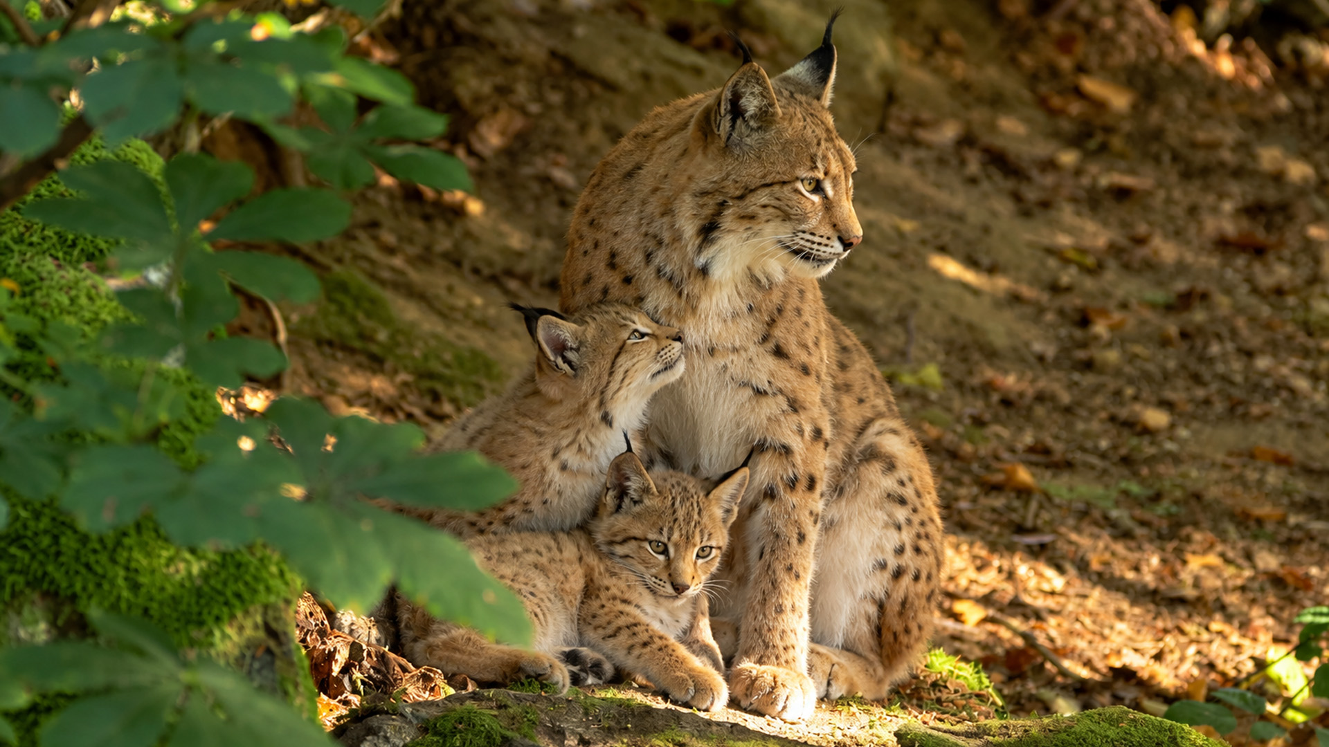 Wildkamera filmt Luchsmutter mit zwei Jungtieren im Wald