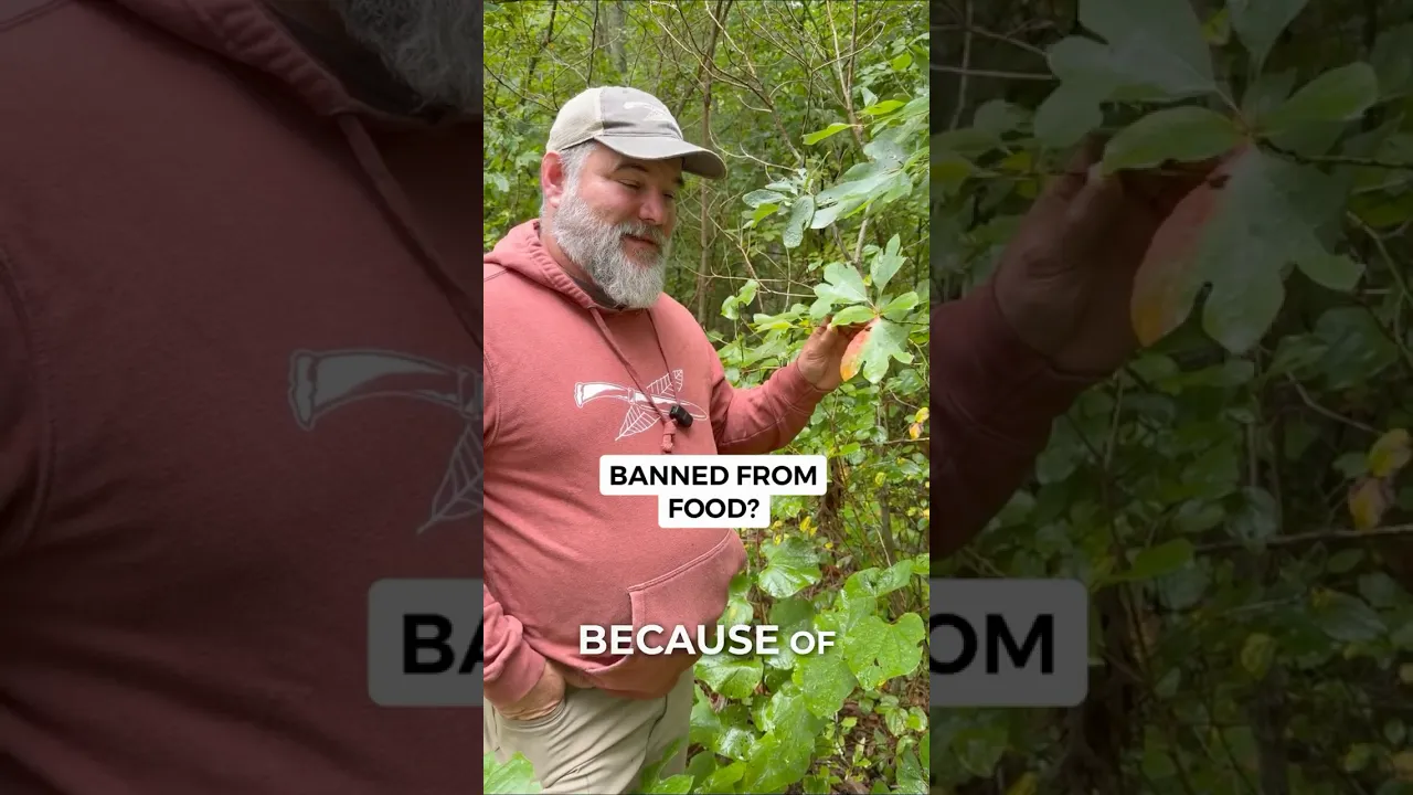 Is sassafras safe? What the science says about safrole