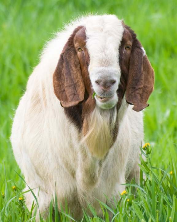 Cottonwood Heights to use goat herd for lawn maintenance
