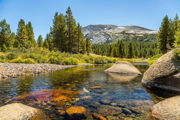 Yosemite toads are entering their winter burrows healthy and emerging ...