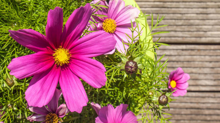 12 best flowers to start planting in pots in October