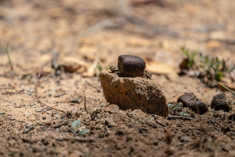 Pourquoi le wombat fait-il des crottes en forme de cubes