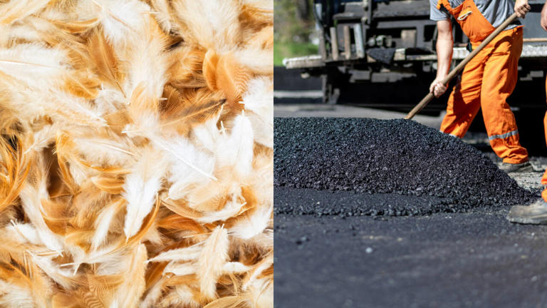 Chicken feathers could strengthen asphalt, with 2% matching synthetic ...