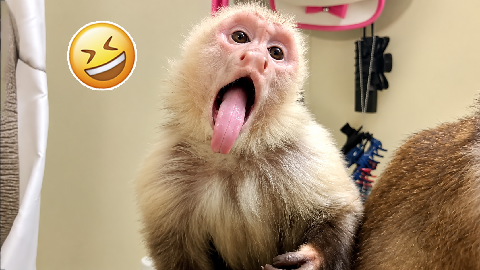 Funny monkey reactions and playful moments