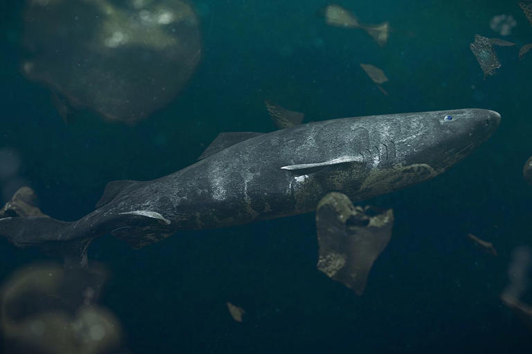 Greenland’s plan to kill 1,000 of the world’s slowest sharks, which can ...