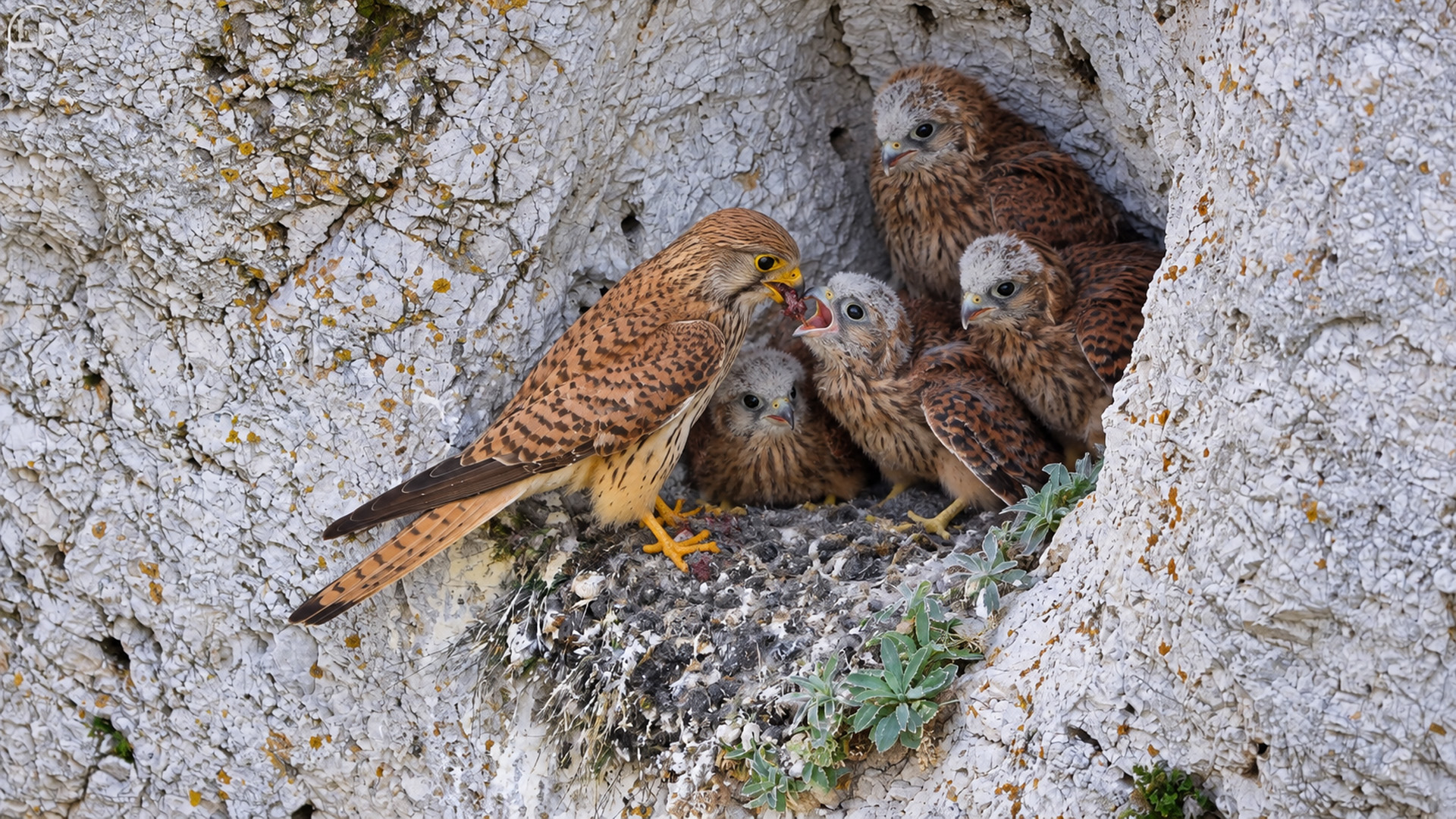 Common kestrel feeds hungry chicks at a cliff nest on hidden camera