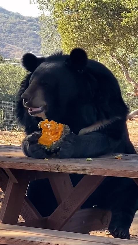 Bear sits at picnic table to eat a gourd