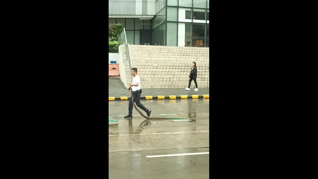 Man carefully drags snake along busy EDSA highway in Mandaluyong
