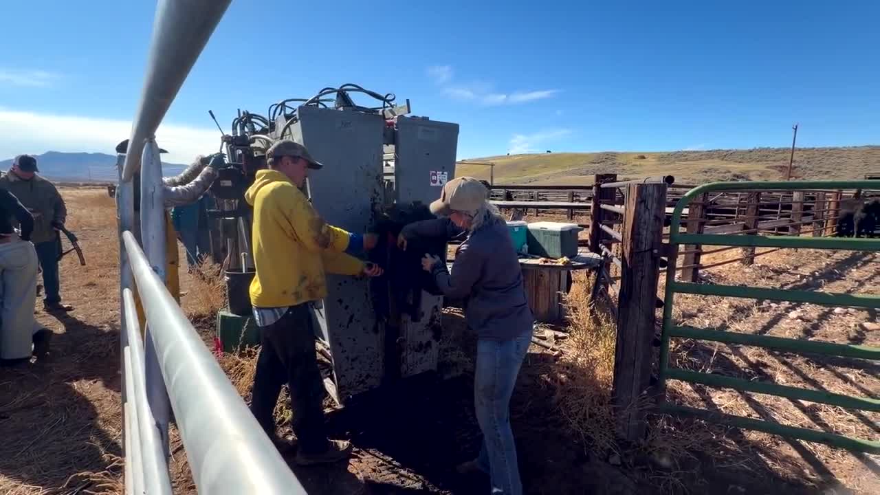 Dillon ranchers implement virtual fencing technology to track cattle