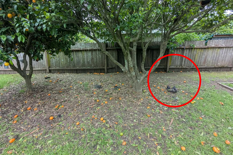 Aussie residents sound alarm after 'concerning' backyard discovery in ...