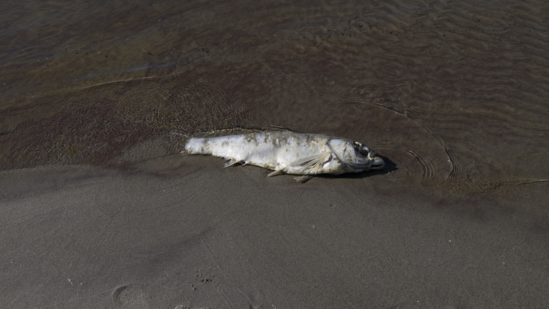 The rare condition that makes you smell like rotten fish