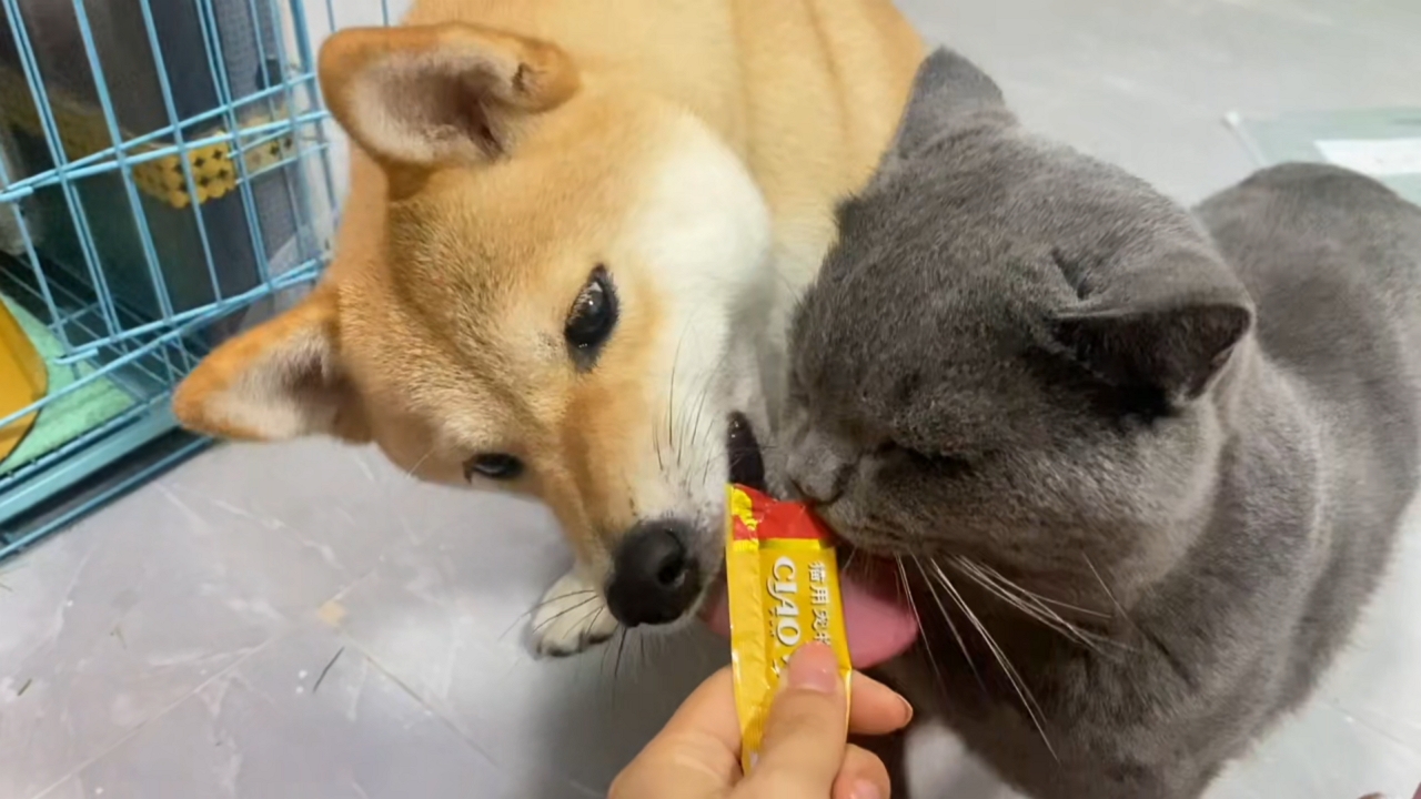 Cat playfully blocks Shiba Inu from treats in Guangdong