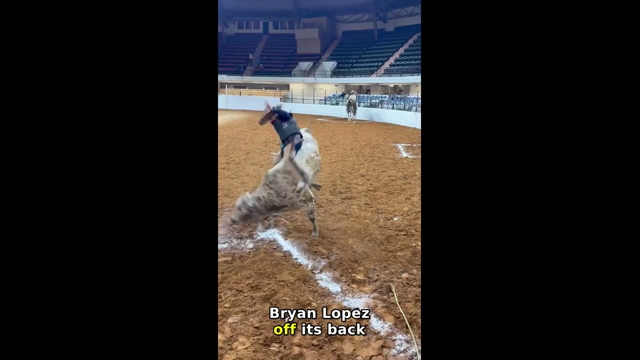 Bull rider falls off bucking bull in Fort Worth