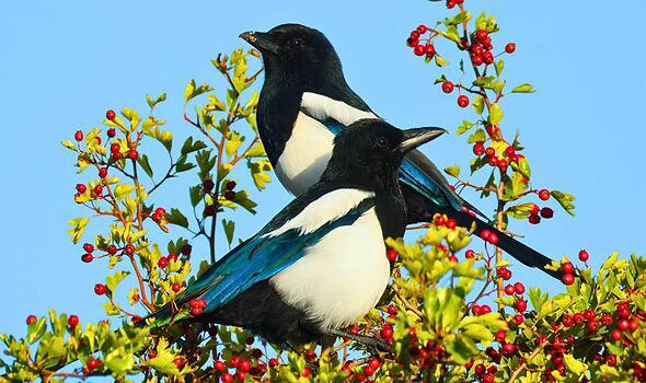 Magpies will stop taking over bird feeders if you place 1 simple object ...