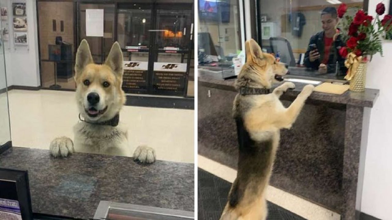 Dog wanders into police station after getting lost