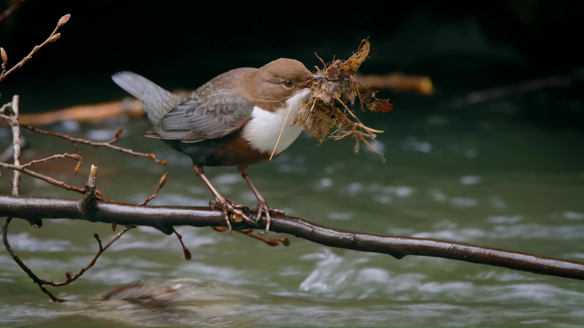 Waterspreeuw verzamelt nestmateriaal