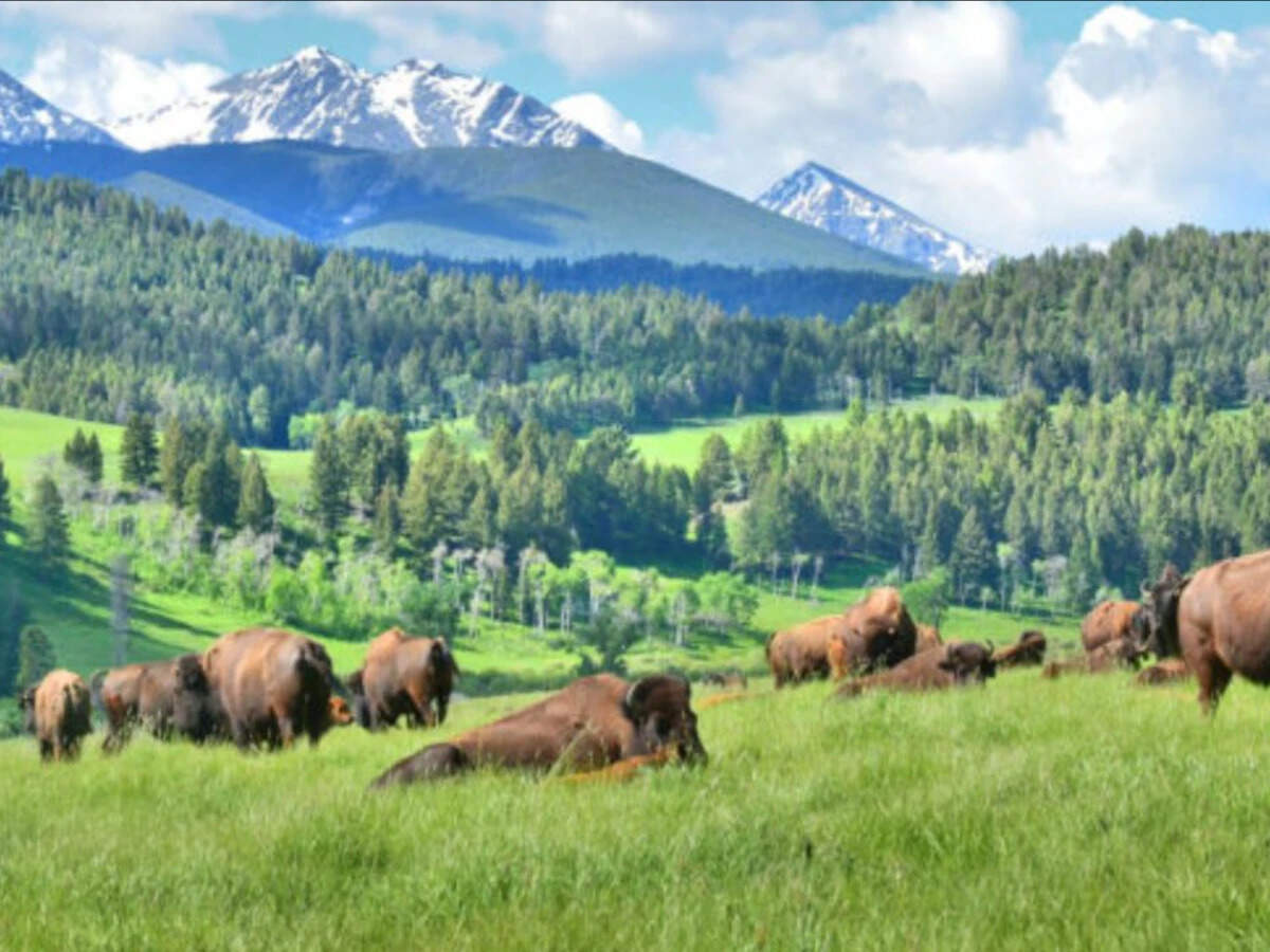 The 113,613-acre Montana landscape where Ted Turner’s wild conservation ...