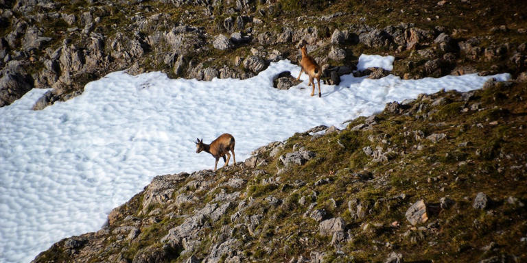 10 places to witness the deer rut in Spain this autumn