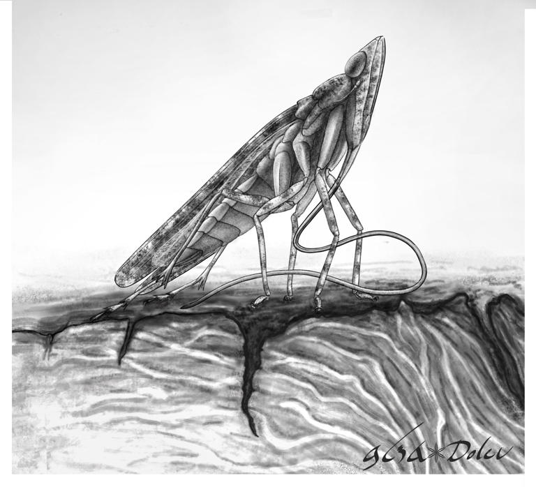 New dinosaur-era insect found trapped in tree resin