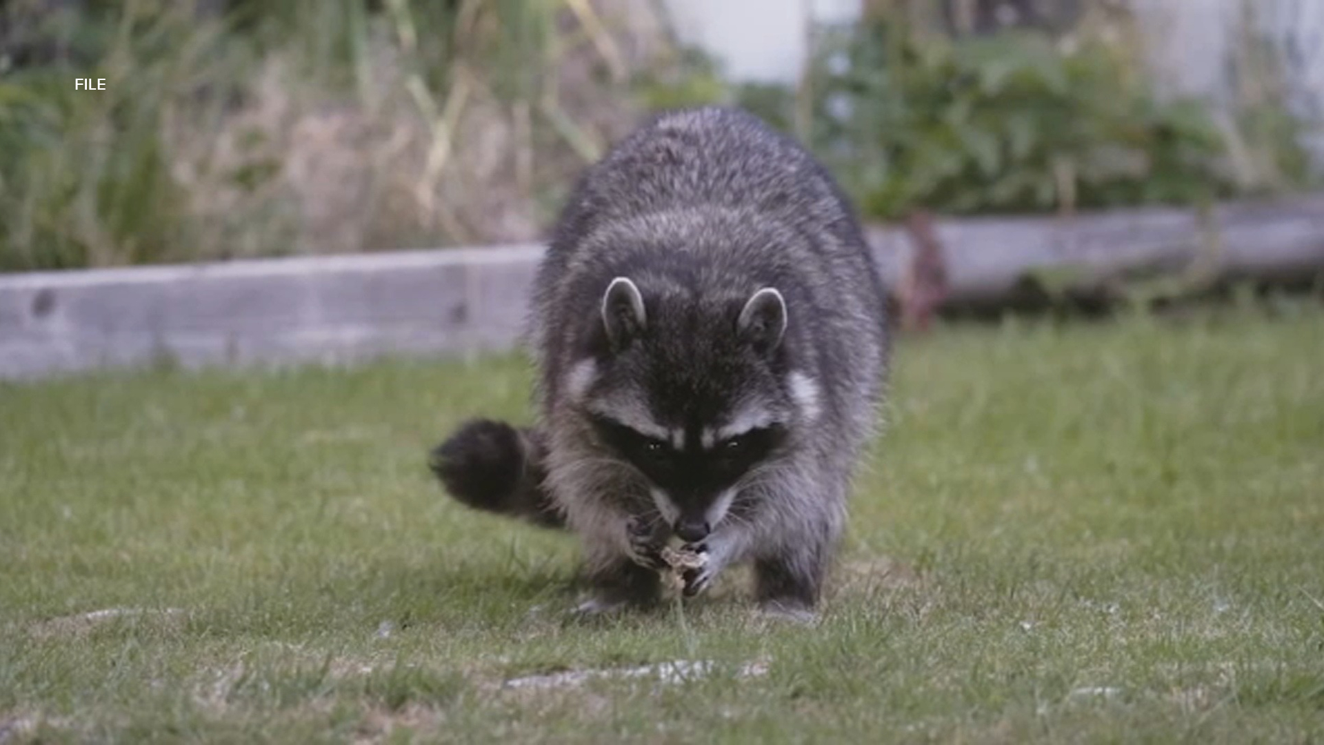 Possible rabid raccoon found in backyard of Westlake Village home; dog ...