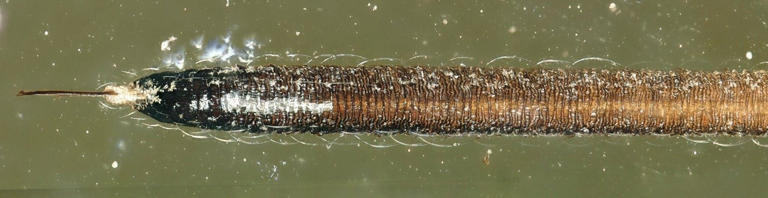 New dinosaur-era insect found trapped in tree resin