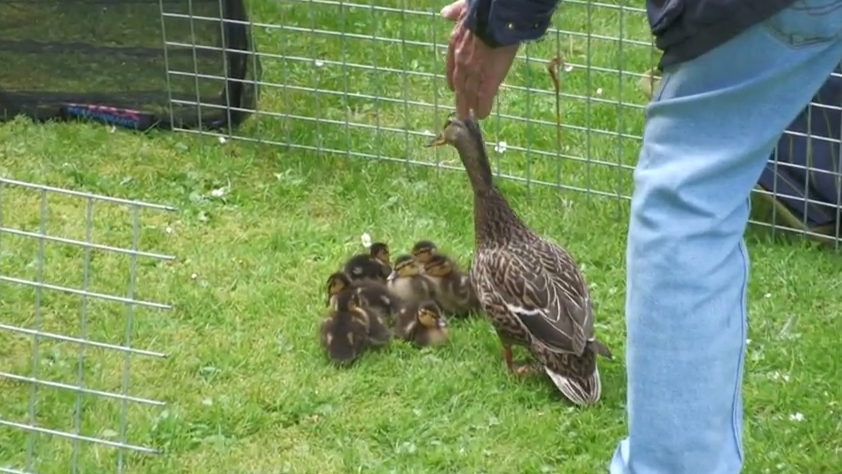 Watch 11 ducklings finally walk to safety with their mother