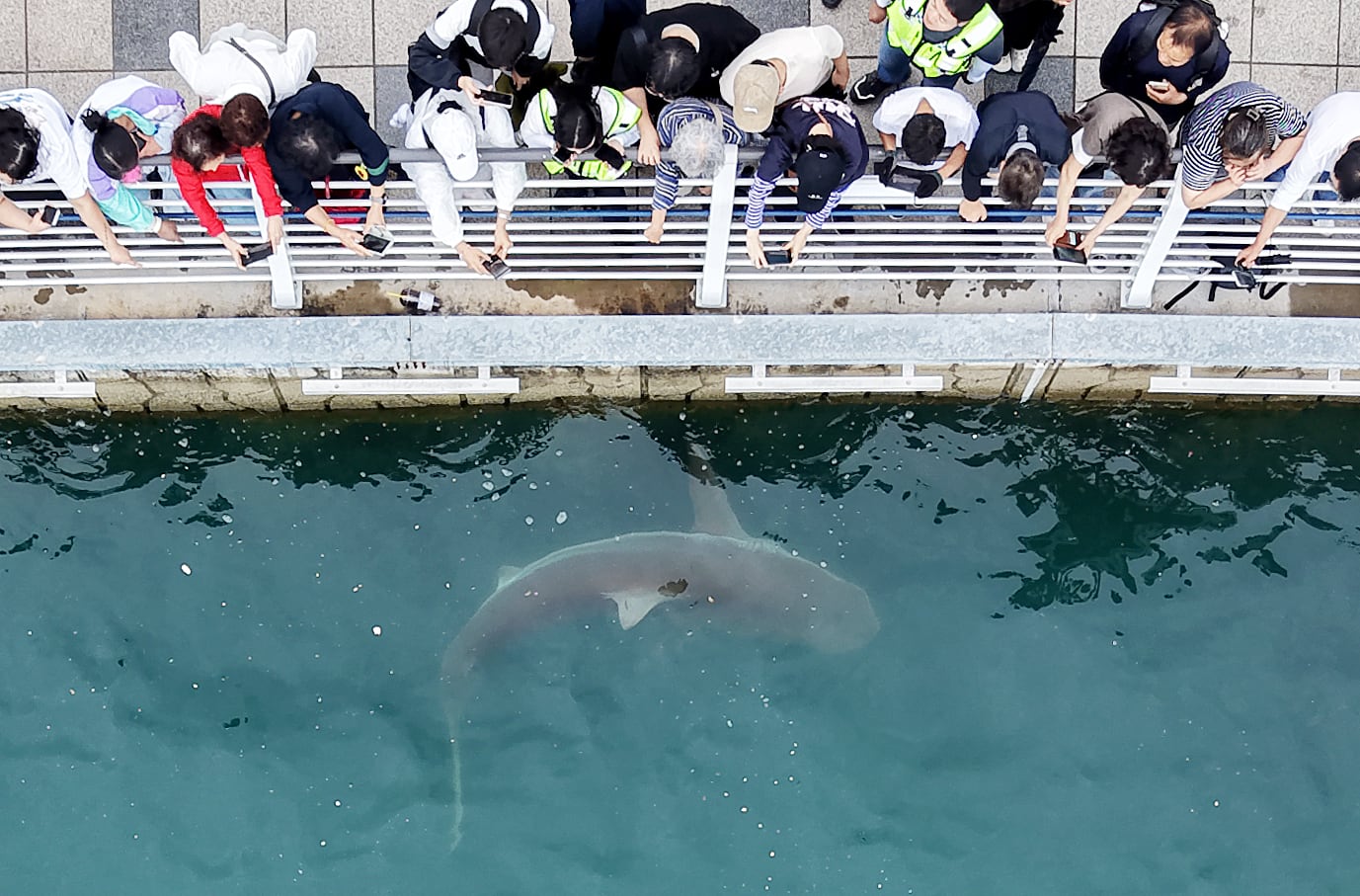 Student-developed shark map attracts 20,000 citizens in two weeks