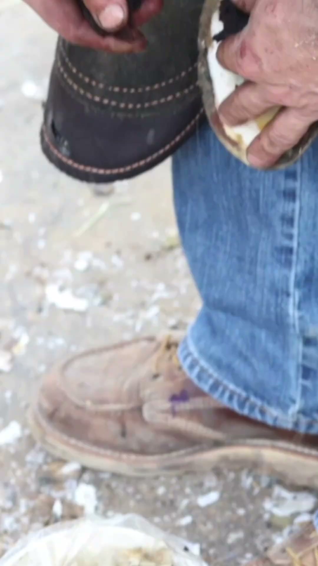 Farrier fits a horse with a fresh horseshoe