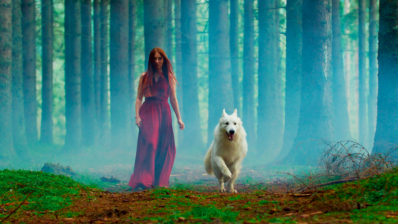 I filmed this dog that looks like a mighty wolf