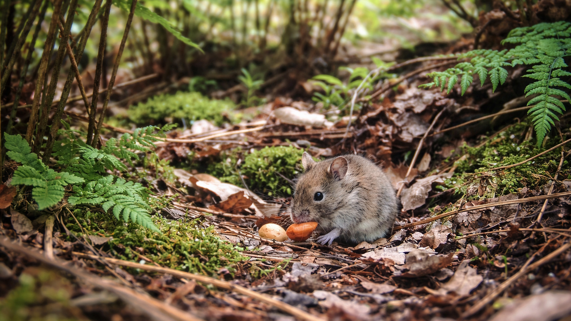 Bekijk hoe dit kleine muisje zijn mini-bos verkent