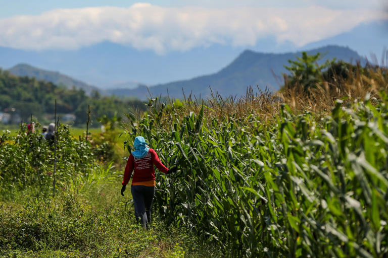 El Niño, Middle East risks may reduce PH corn production by 20% — DA ...
