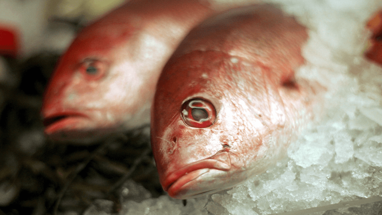 Red snapper season opens Friday; anglers can donate carcasses for ...