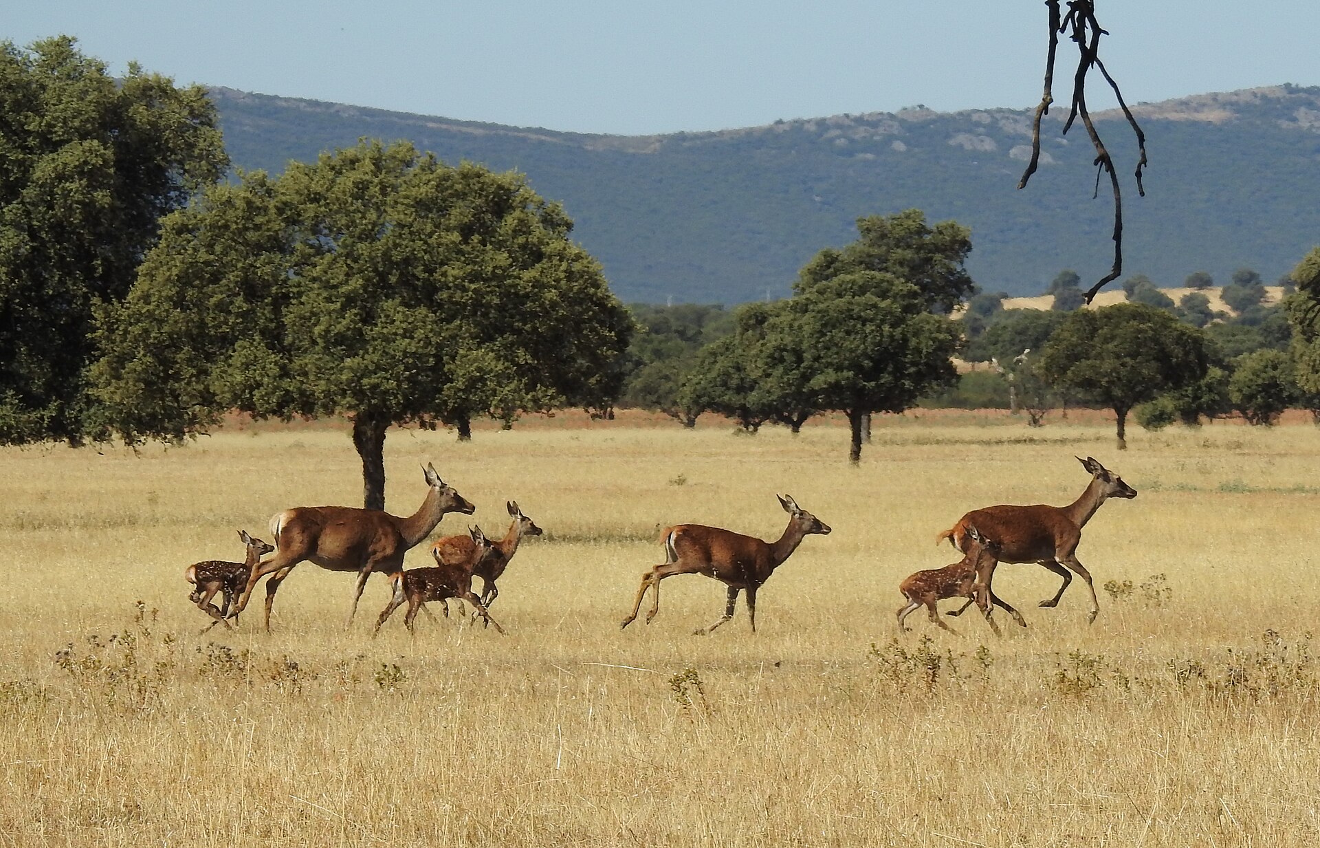 10 places to witness the deer rut in Spain this autumn