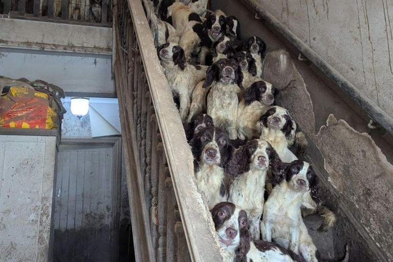 RSPCA issues urgent plea after 84 dogs and two cats found living in ...