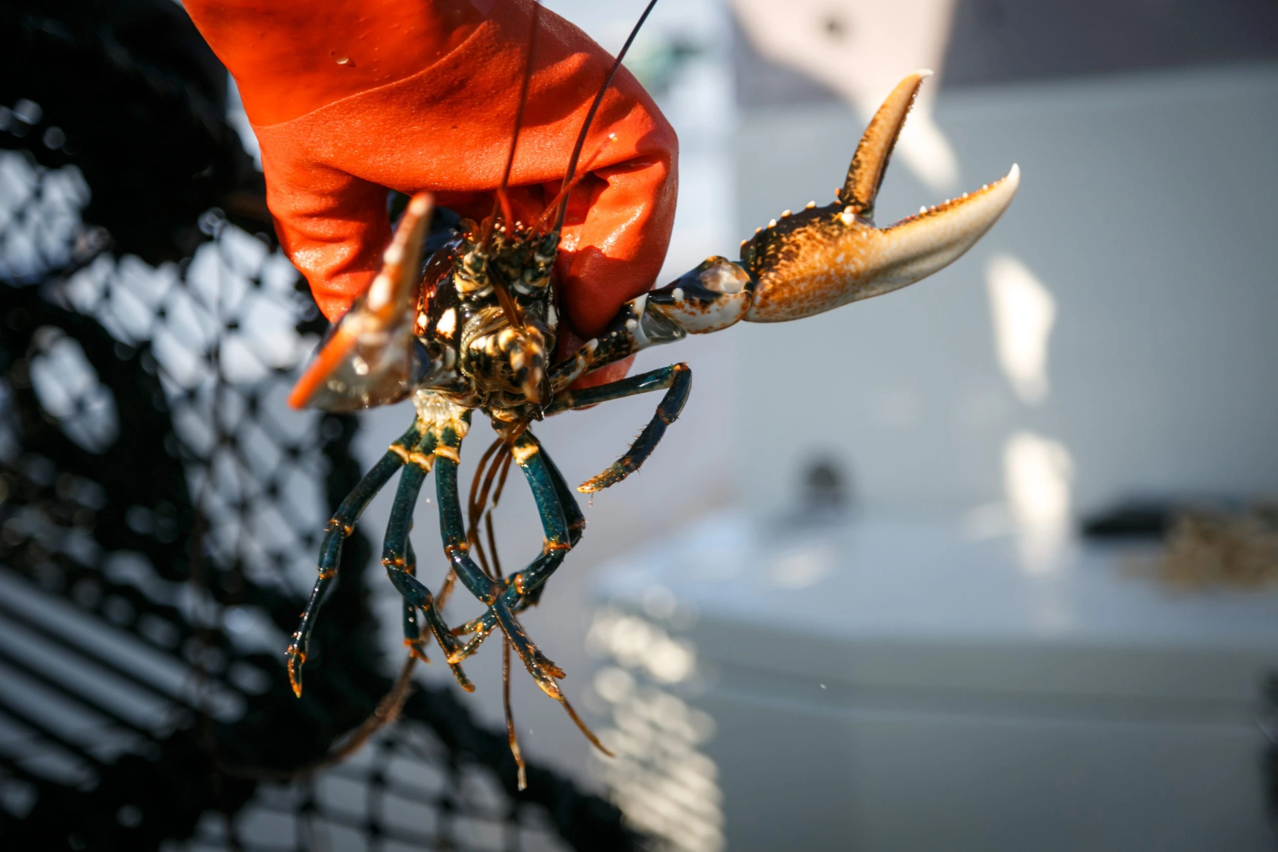 1-in-100-million ghost lobster named Casper enters lab to unlock DNA ...