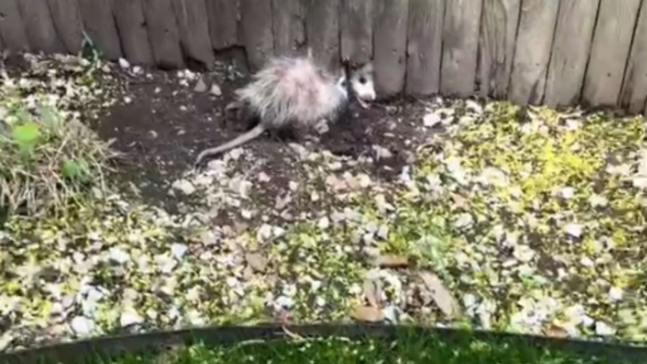 Compassionate individual shows remarkable perseverance in freeing a ...