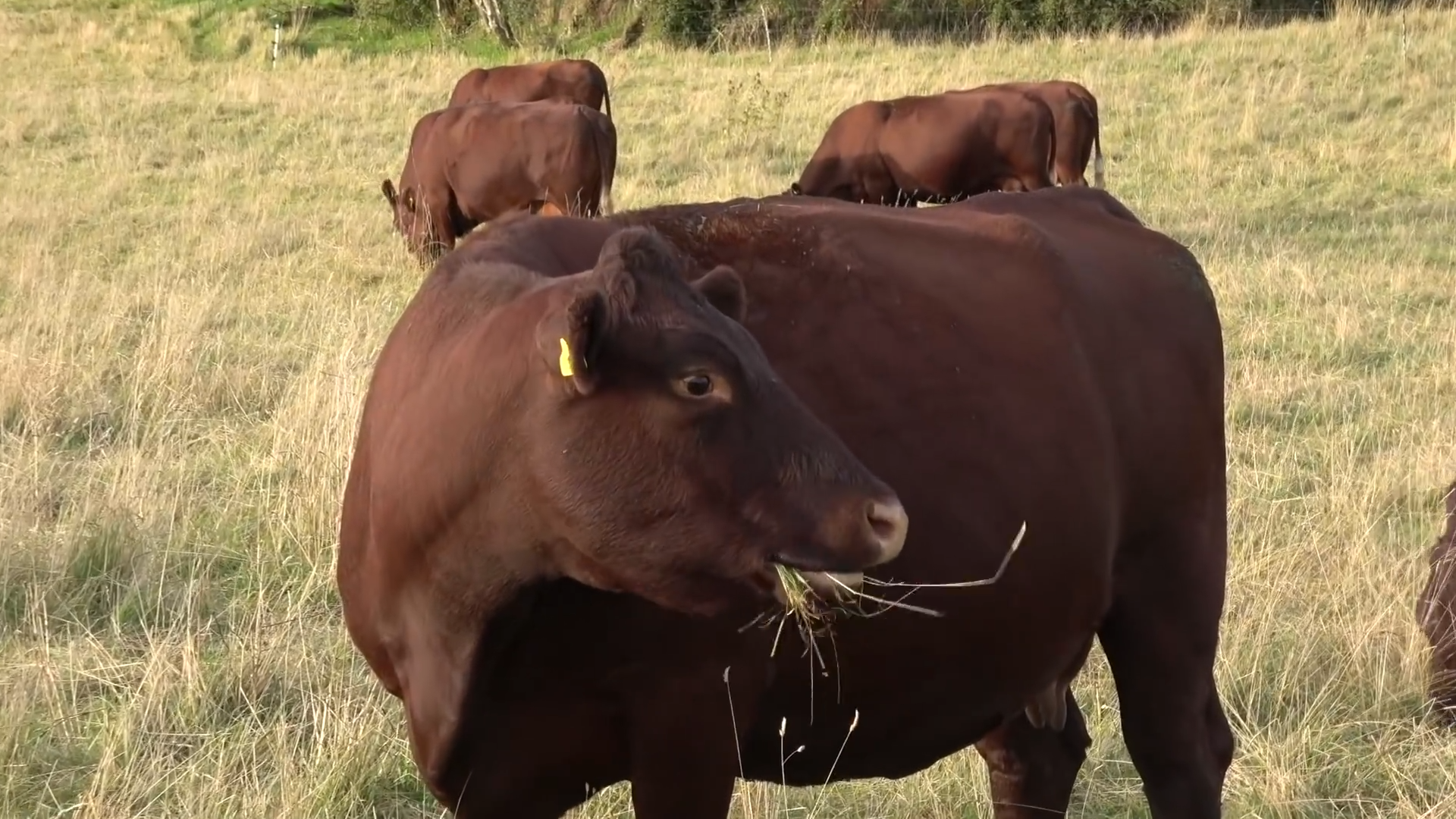 How grass-fed beef and sheep cut carbon emissions