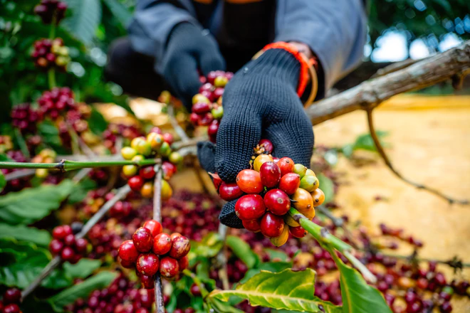 Nâng tầm Robusta Việt: Xây hạ tầng chung cho cả chuỗi, tại sao không?