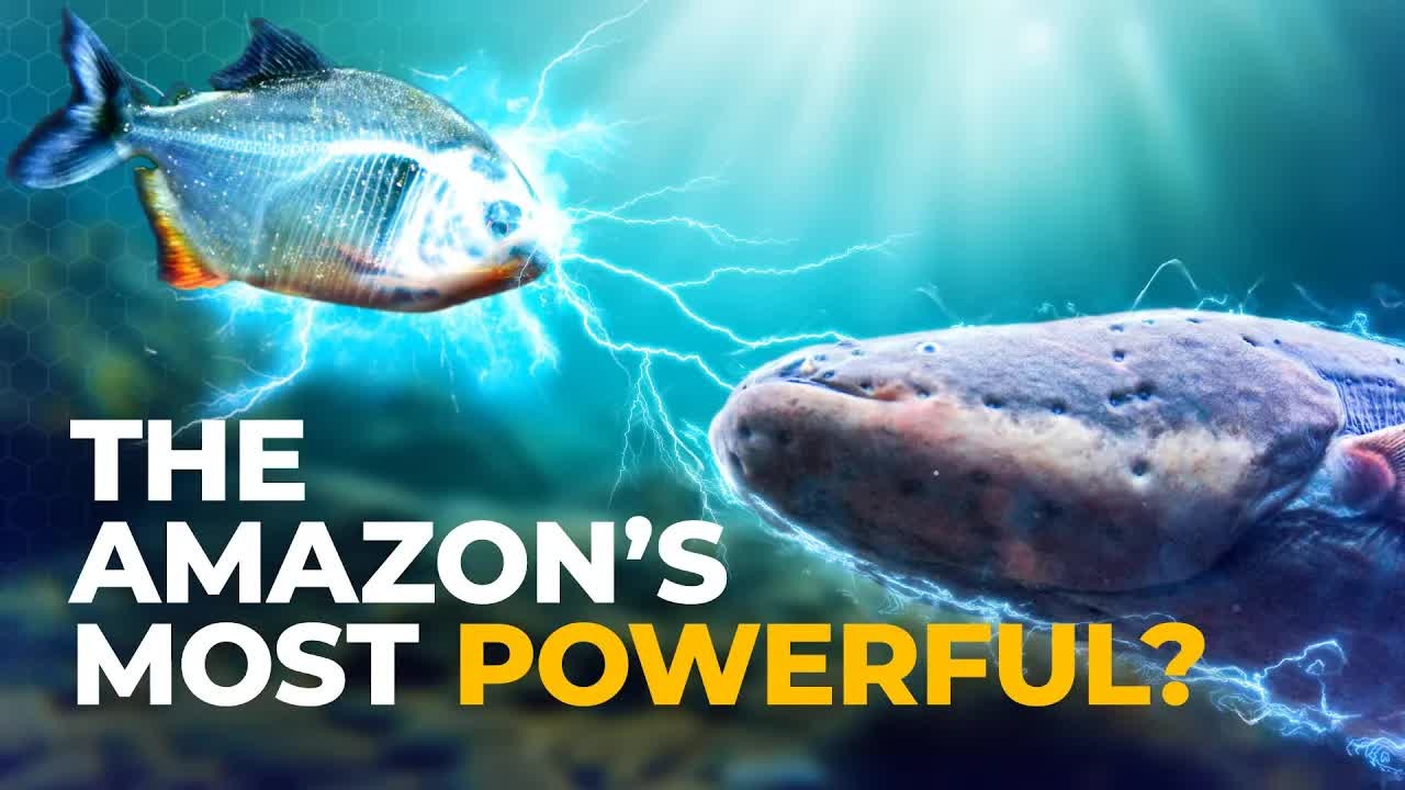 Scientists watched 100+ electric eels surround thousands of fish then ...