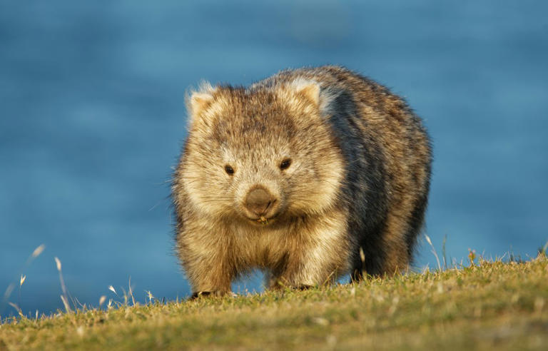 Pourquoi le wombat fait-il des crottes en forme de cubes